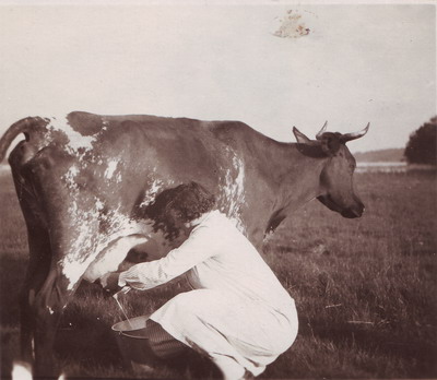 Kvinna som mjölkar en ko